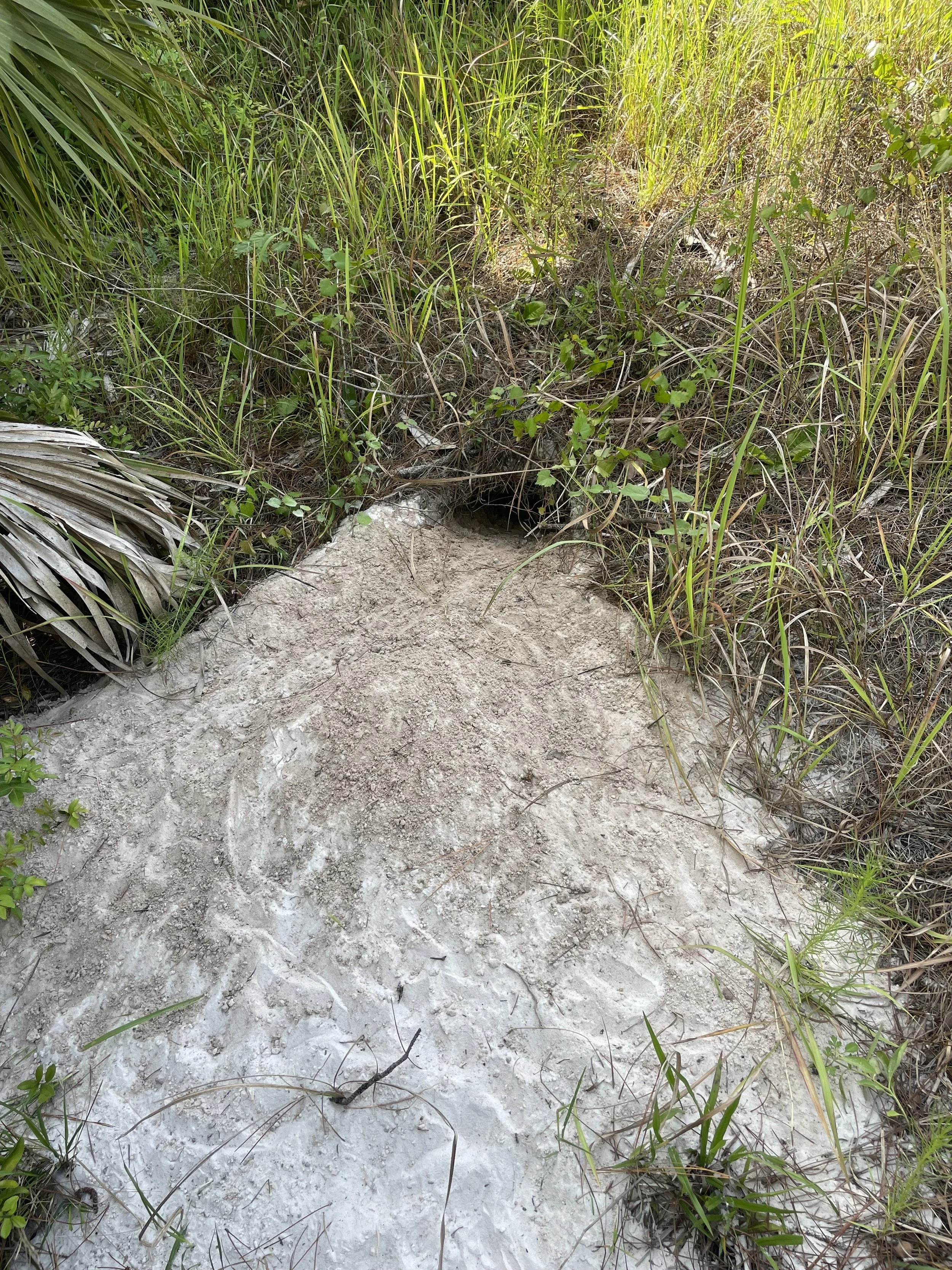 Gopher Tortoise Surveys