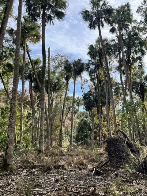 A tropical forest with tall palm trees and a clear blue sky.