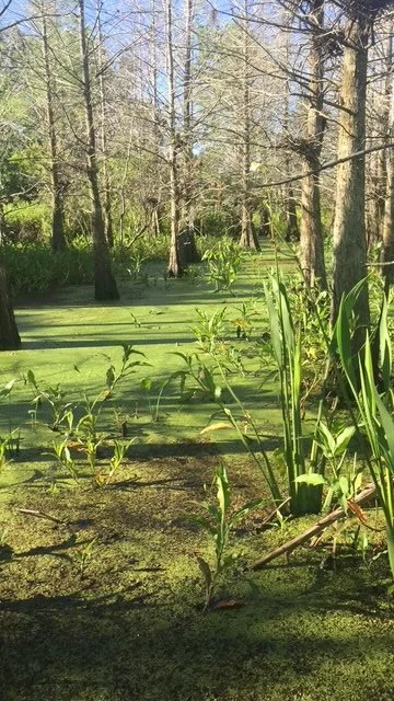 A swampy area in a forest with green water and tall trees, some with moss, and various green plants growing along the water's edge.