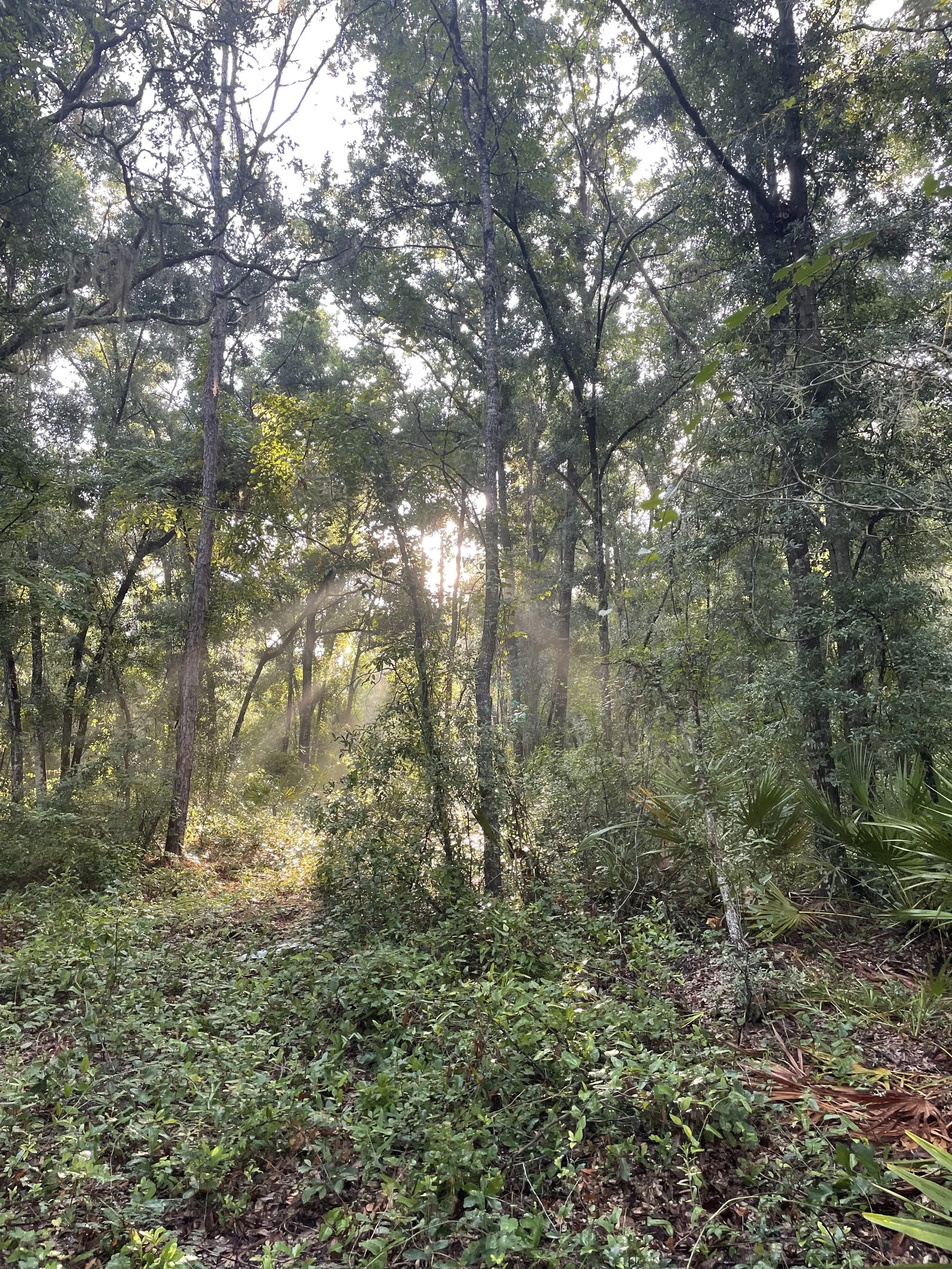 A dense forest with tall trees, green foliage, and sunlight filtering through the canopy.