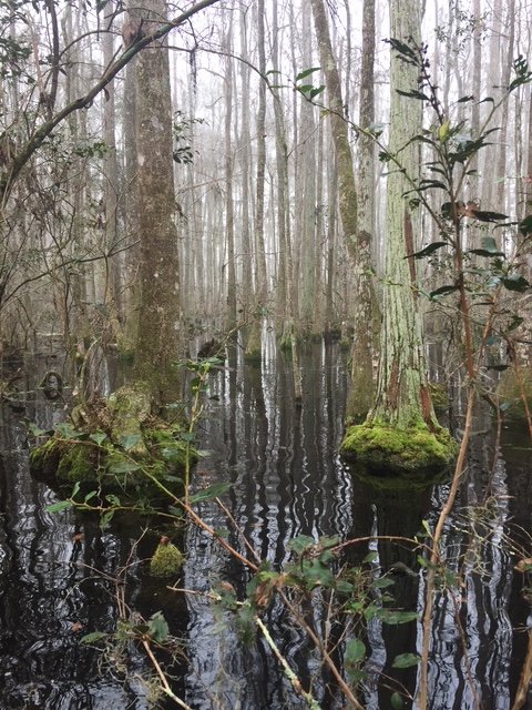 A swampy forest with water covering the ground, trees with moss on their bases, and some bushes with green leaves.