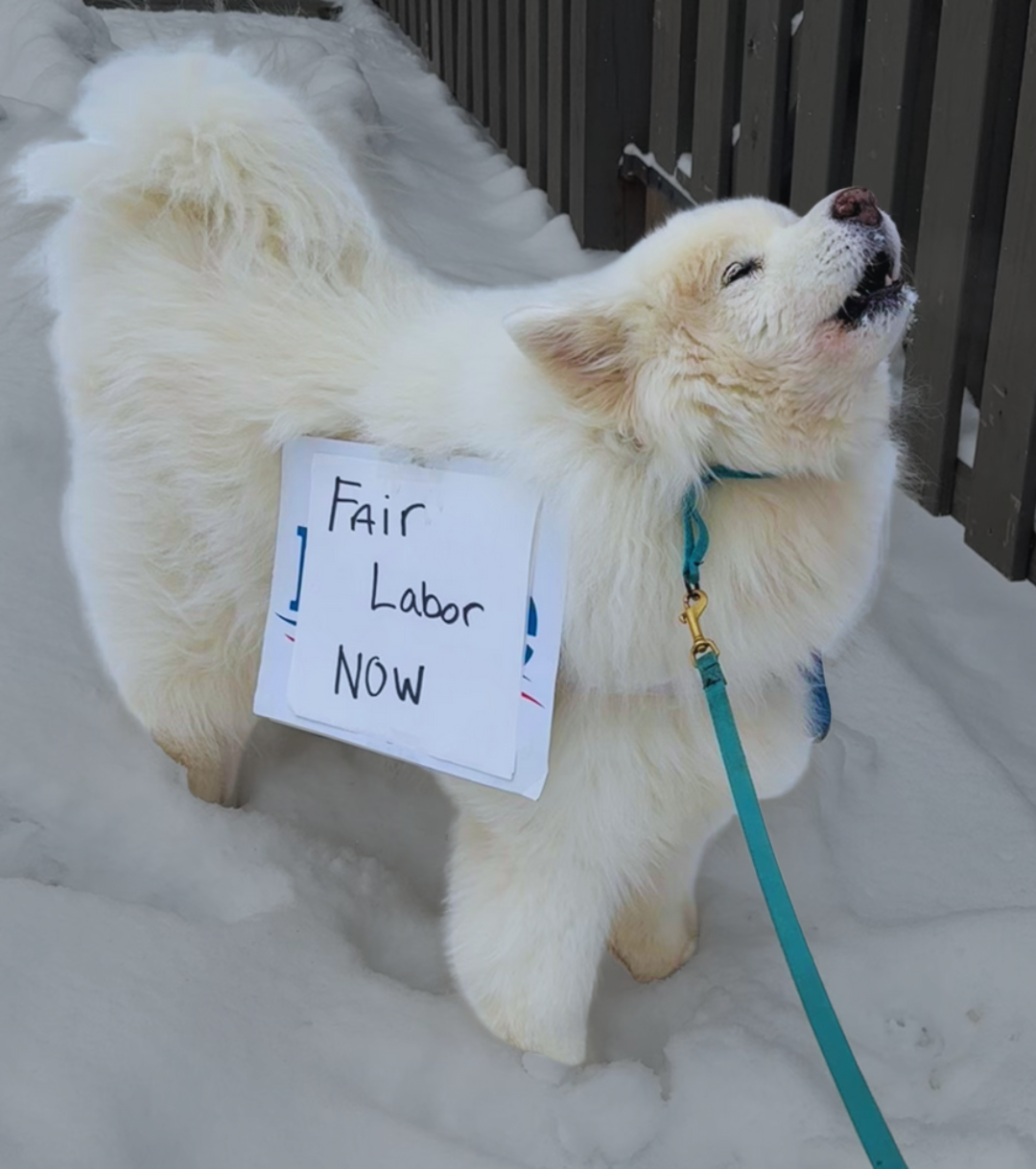 a photo of a white fluffy dog wearing a sign that says Fair Labor Now