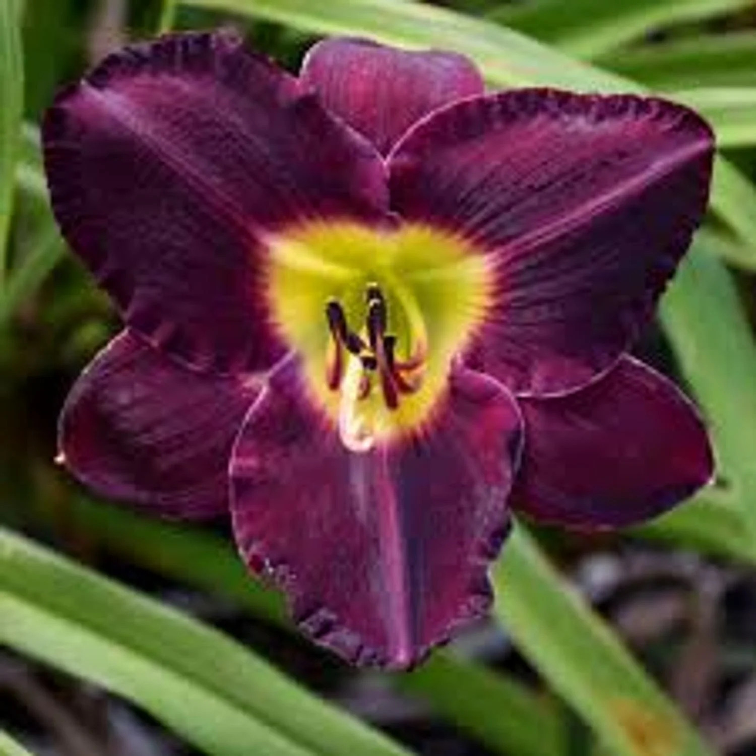 Bela Lugosi Daylily
