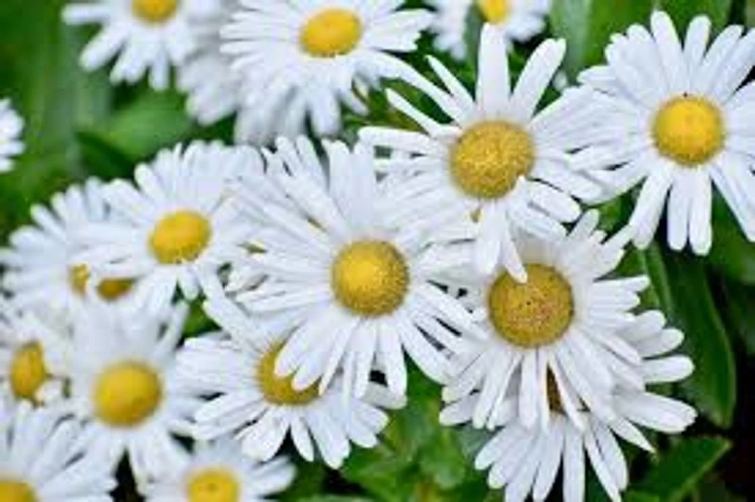Montauk Daisy