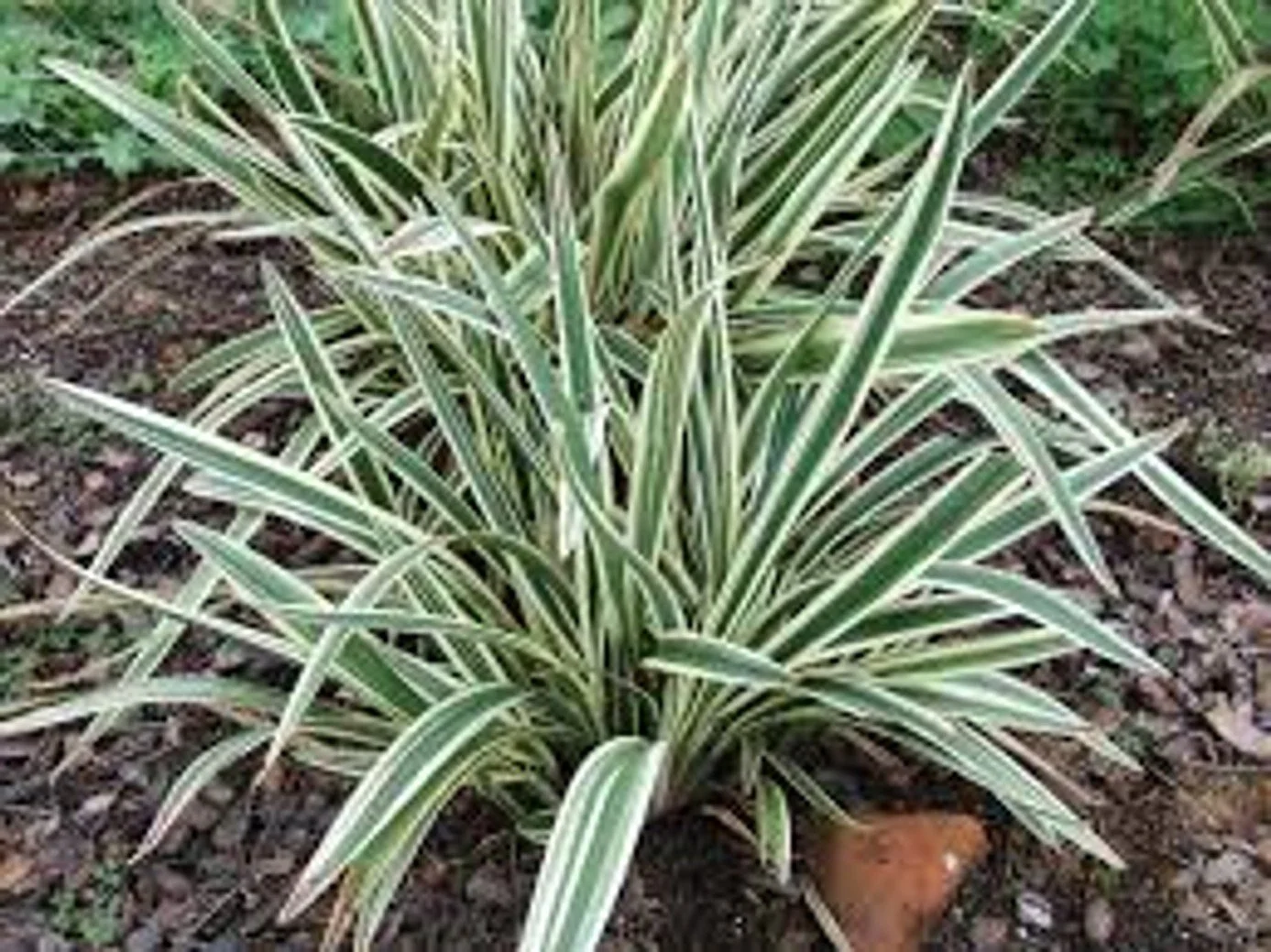 Variegated Flax Lily (Dianella tasmanica 'Variegated')