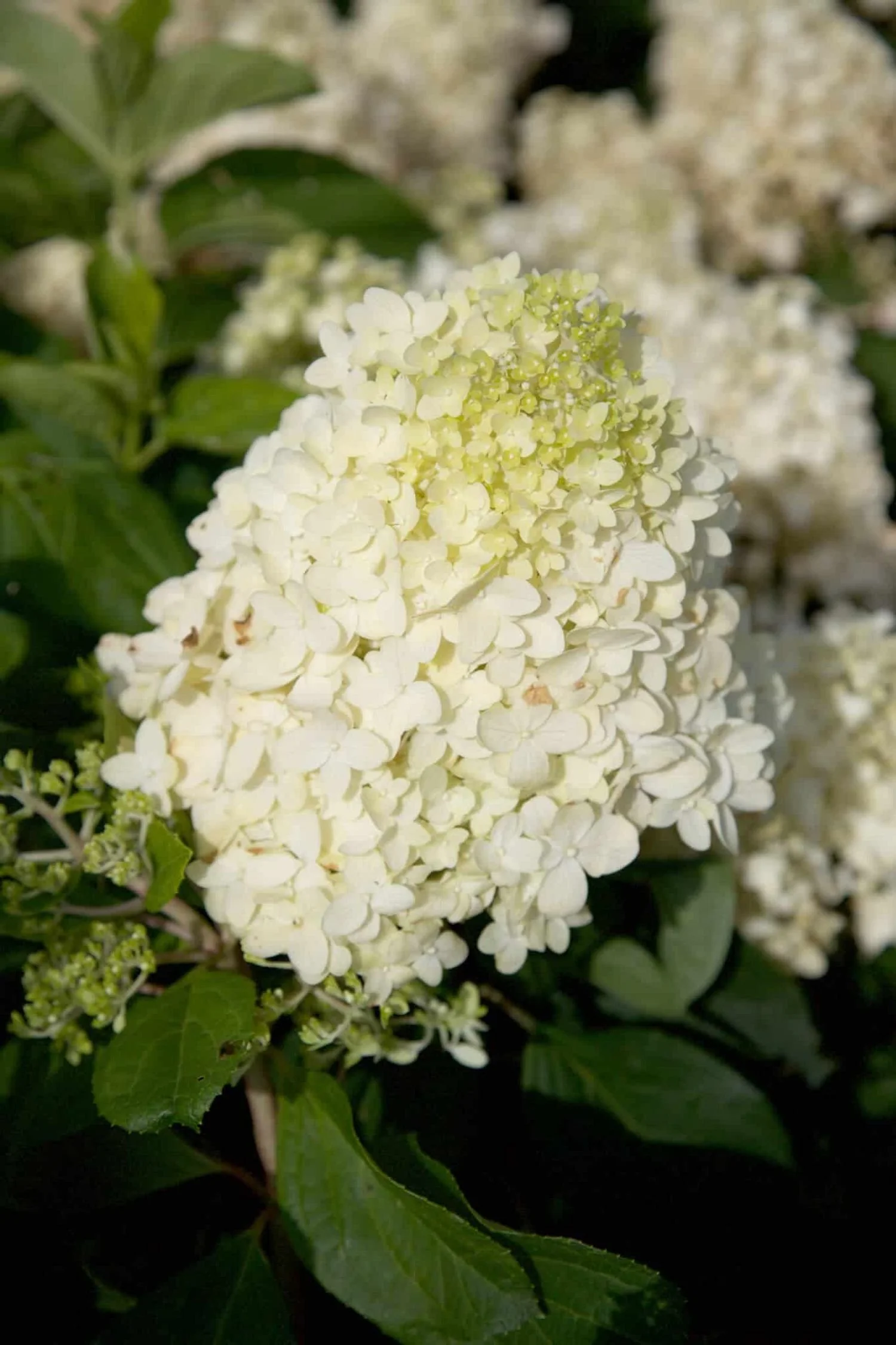 Moon Dance™ Hydrangea - SLPC