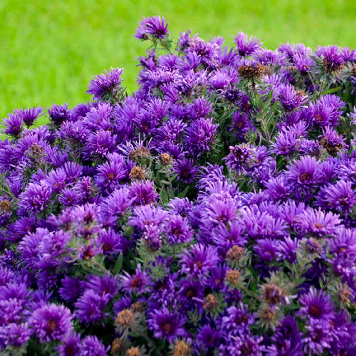 'Grape Crush' Aster