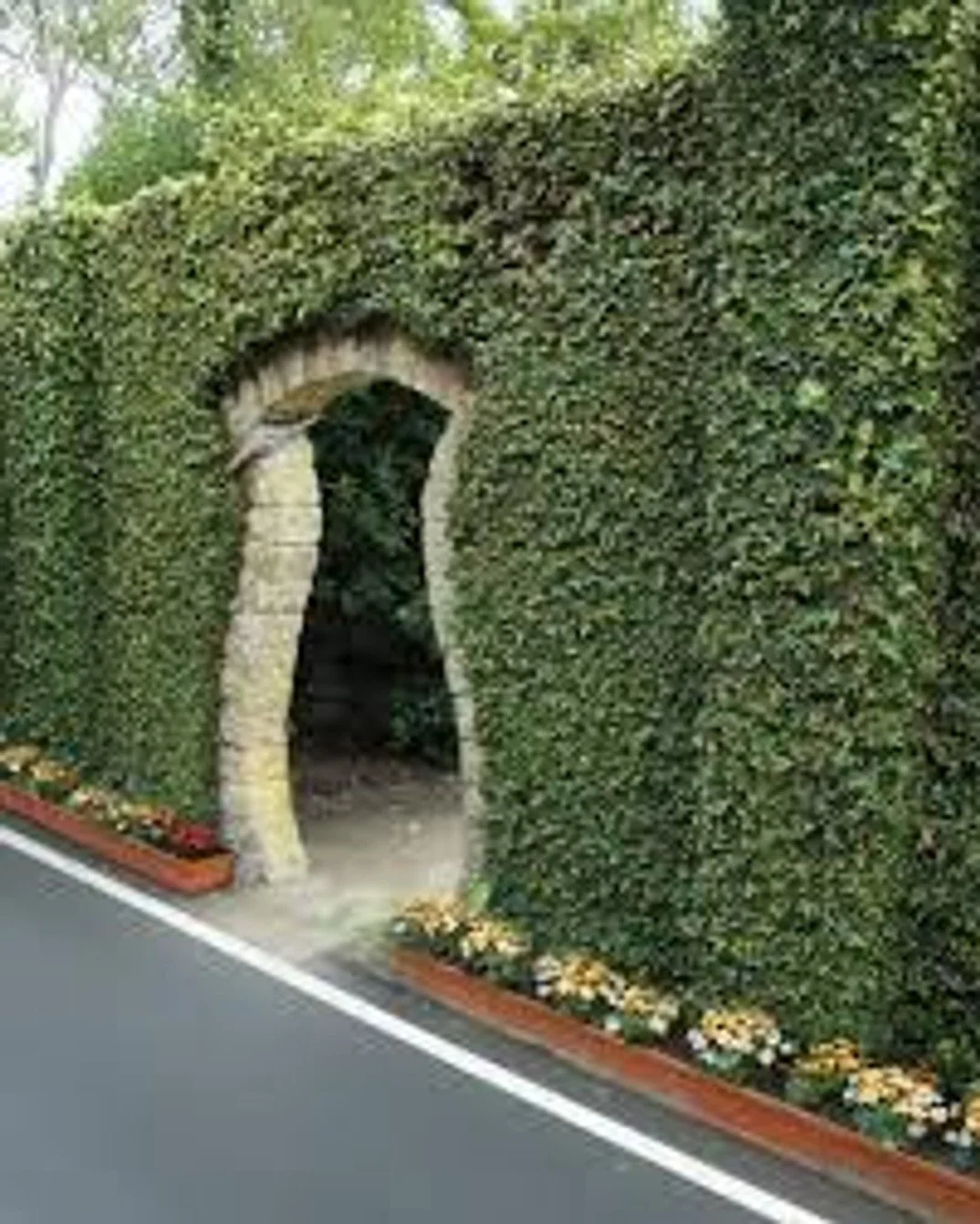 Creeping Fig