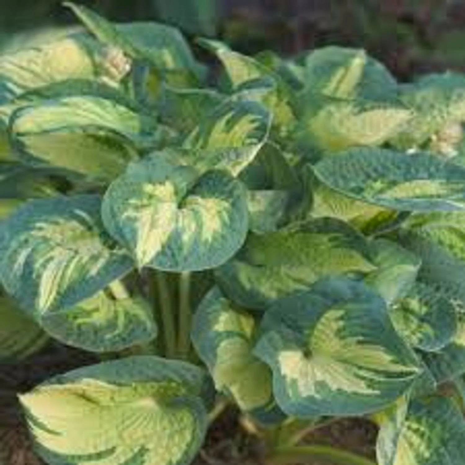 Great Expectations Hosta
