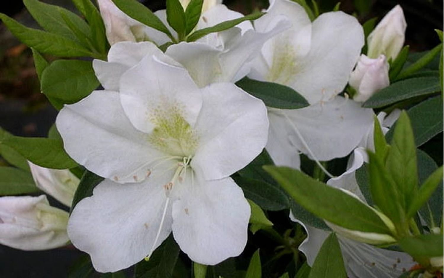 G.G. Gerbing Azalea