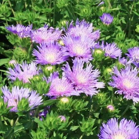 Peachie’s Pick Stokes Aster