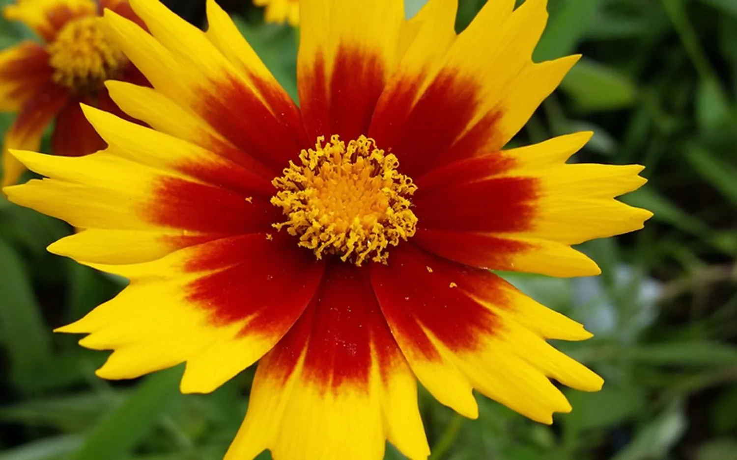 UpTick™ Yellow & Red Coreopsis