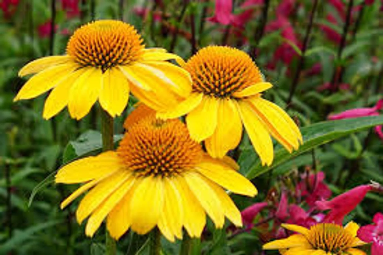 Sombrero® Lemon Yellow Coneflower -BLBS