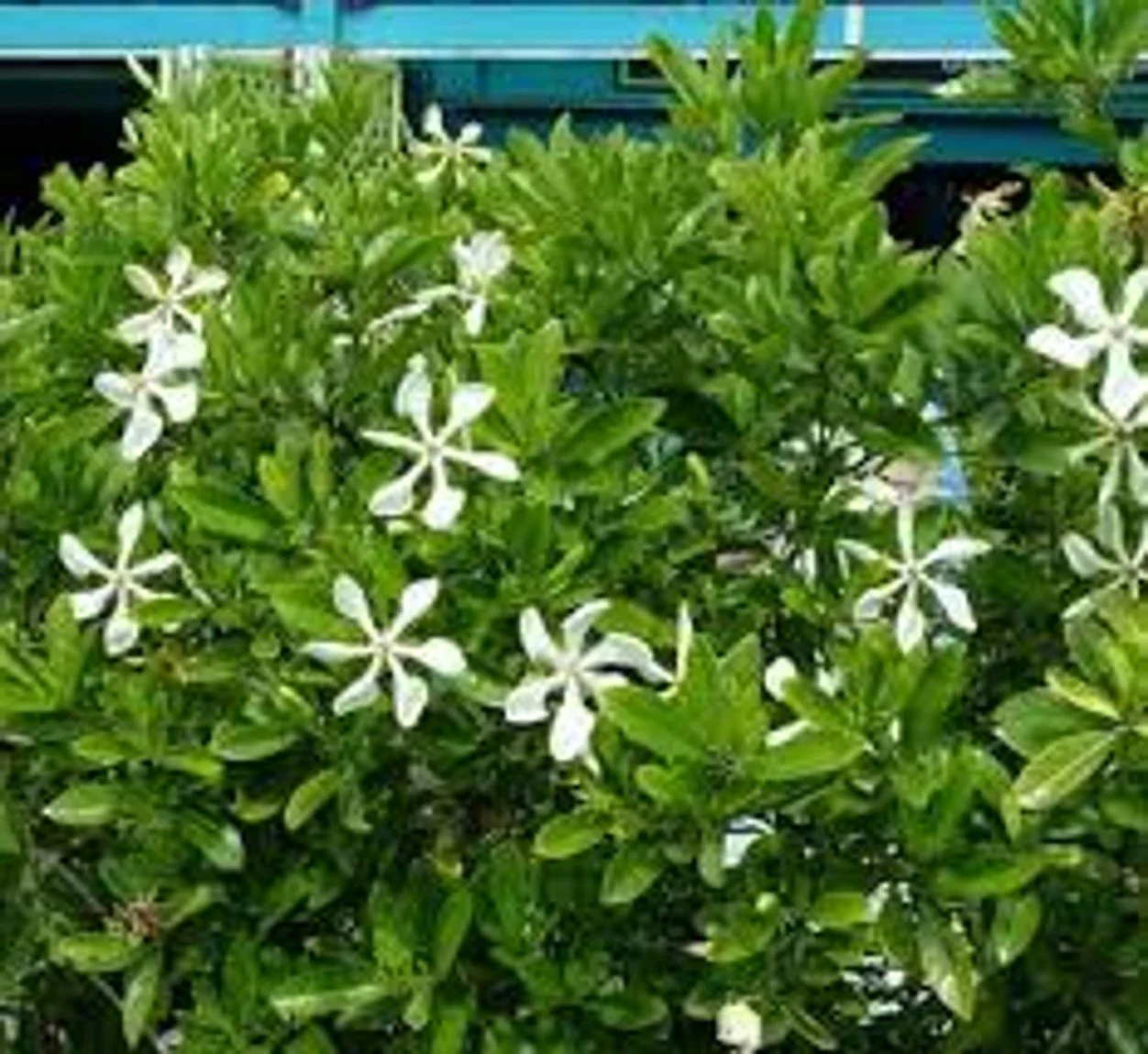 Snow Girl™ Gardenia
