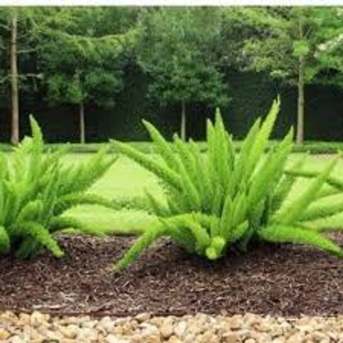 Foxtail Fern