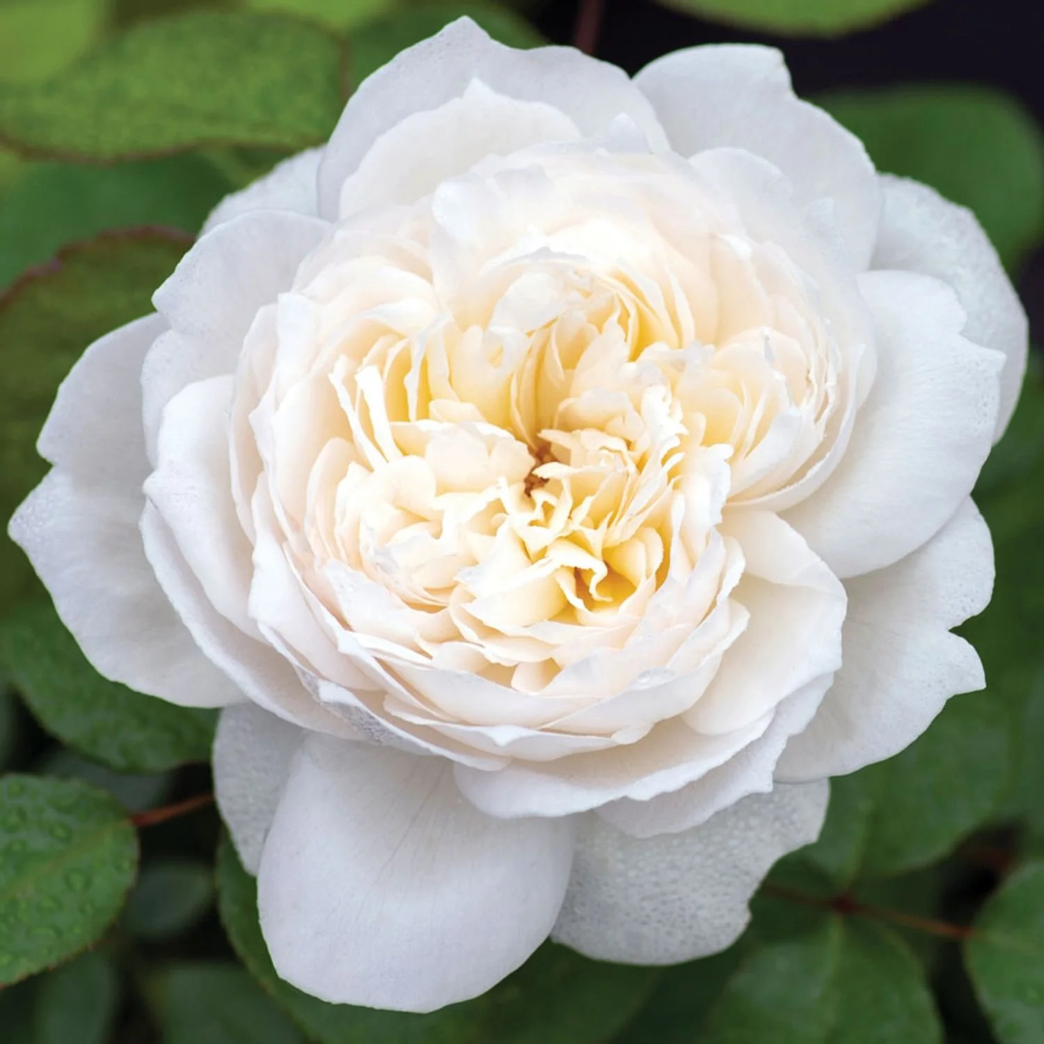 Bolero™ Rose - BLBS