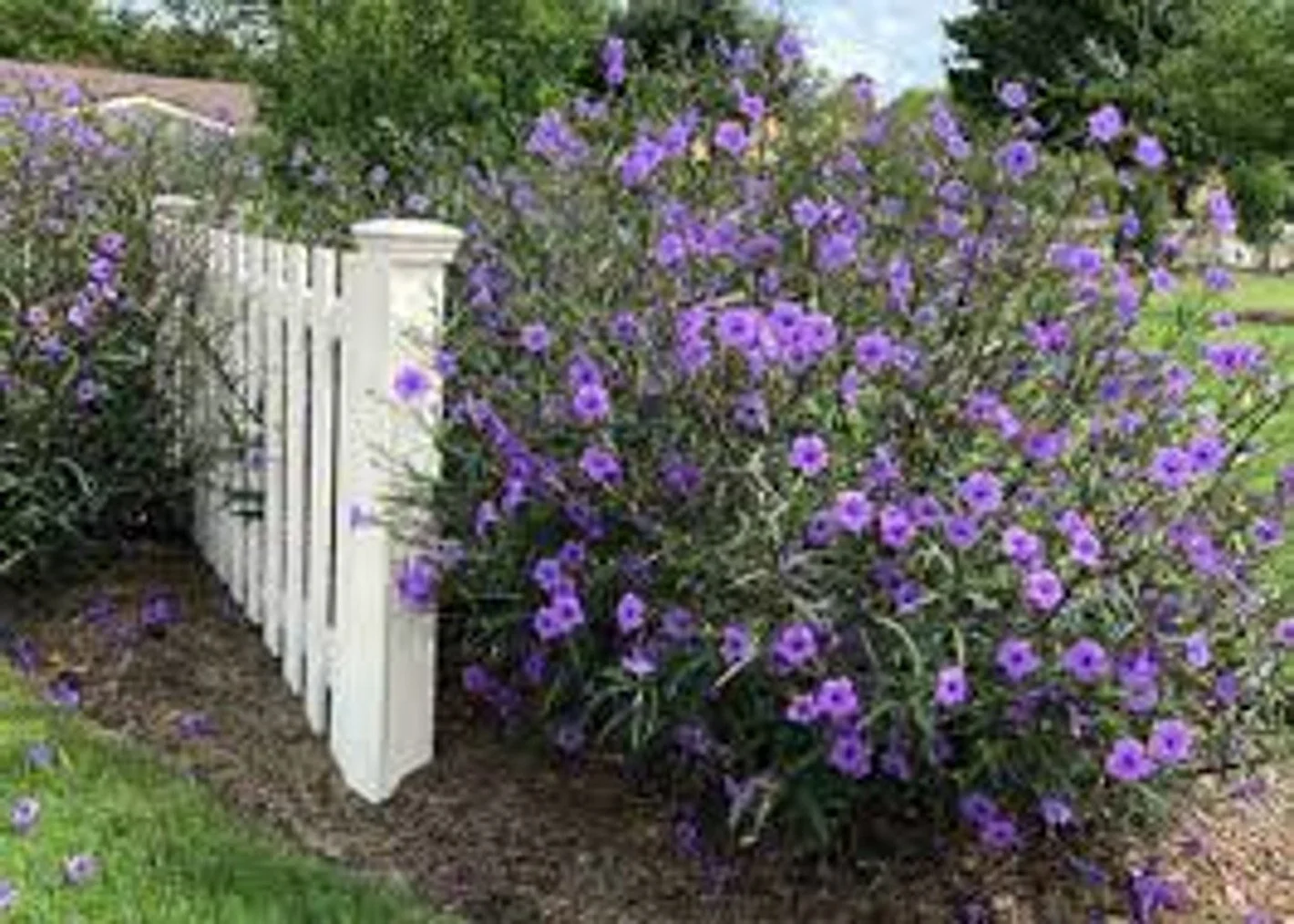 Purple Hardy Petunia