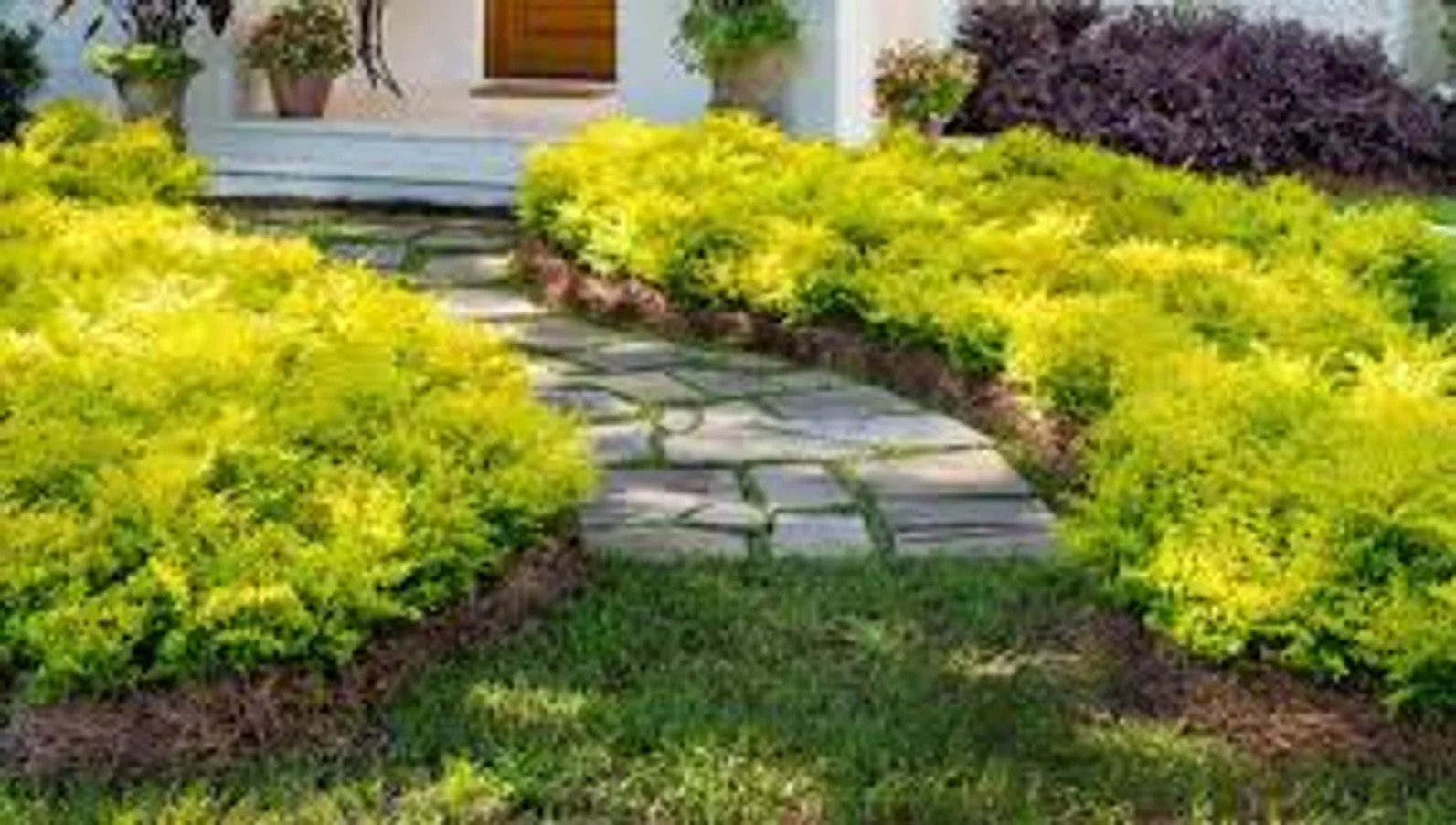 Sunshine Ligustrum - SLPC (Ligustrum sinense 'Sunshine')