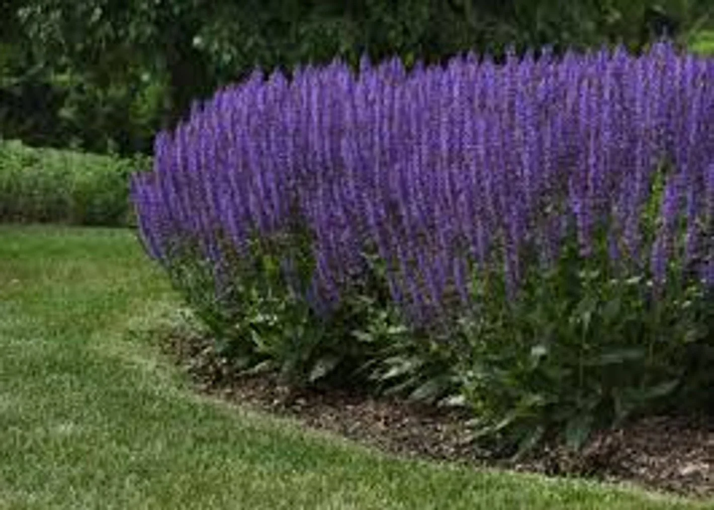 Blue By You Salvia