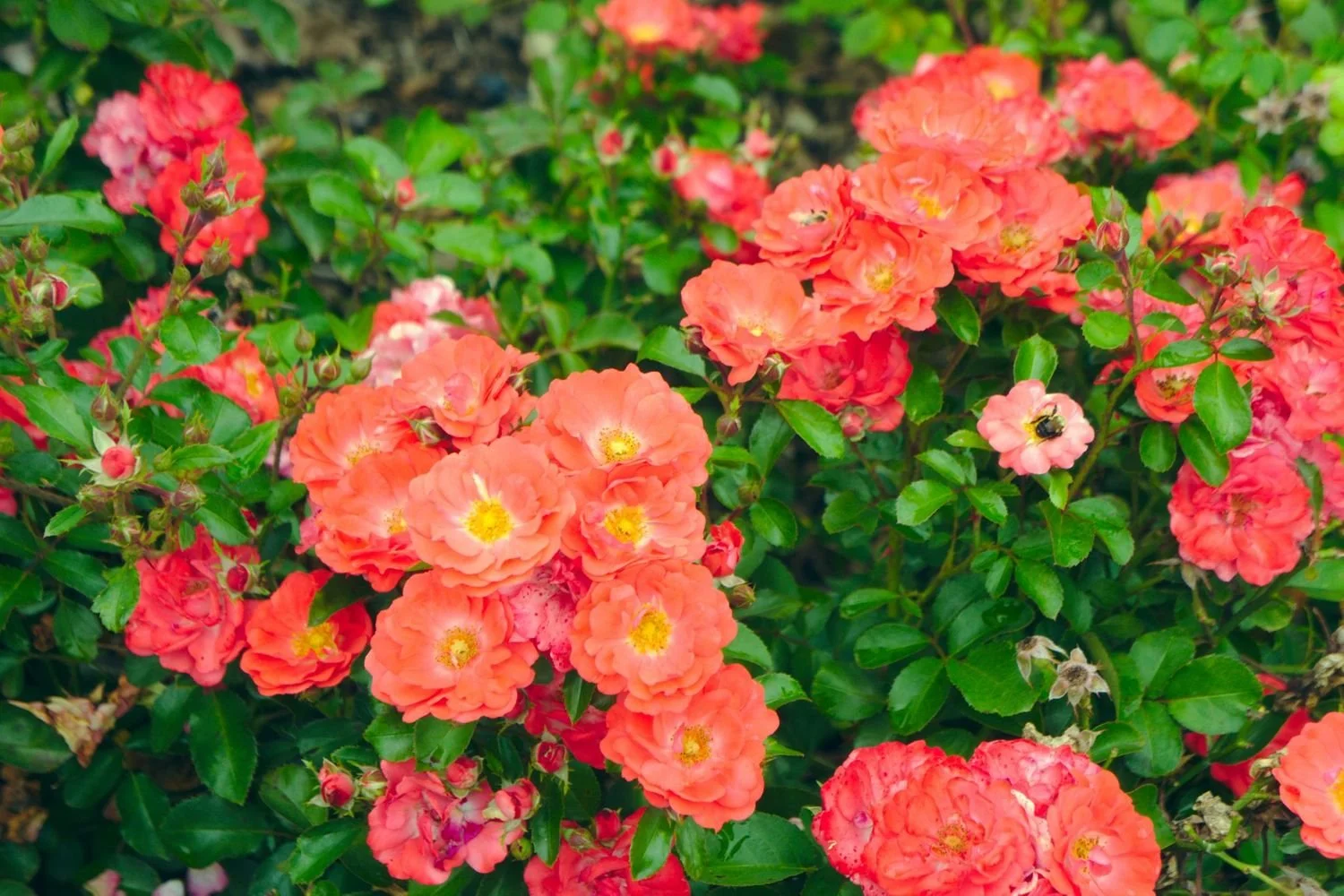 Drift® Coral Groundcover Rosa - DR - 3G