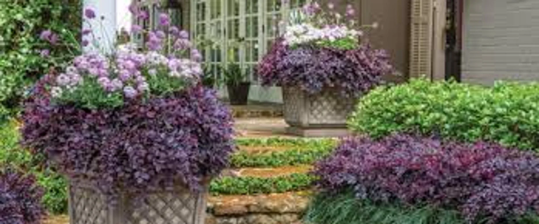 Purple Daydream™ Loropetalum - SLPC