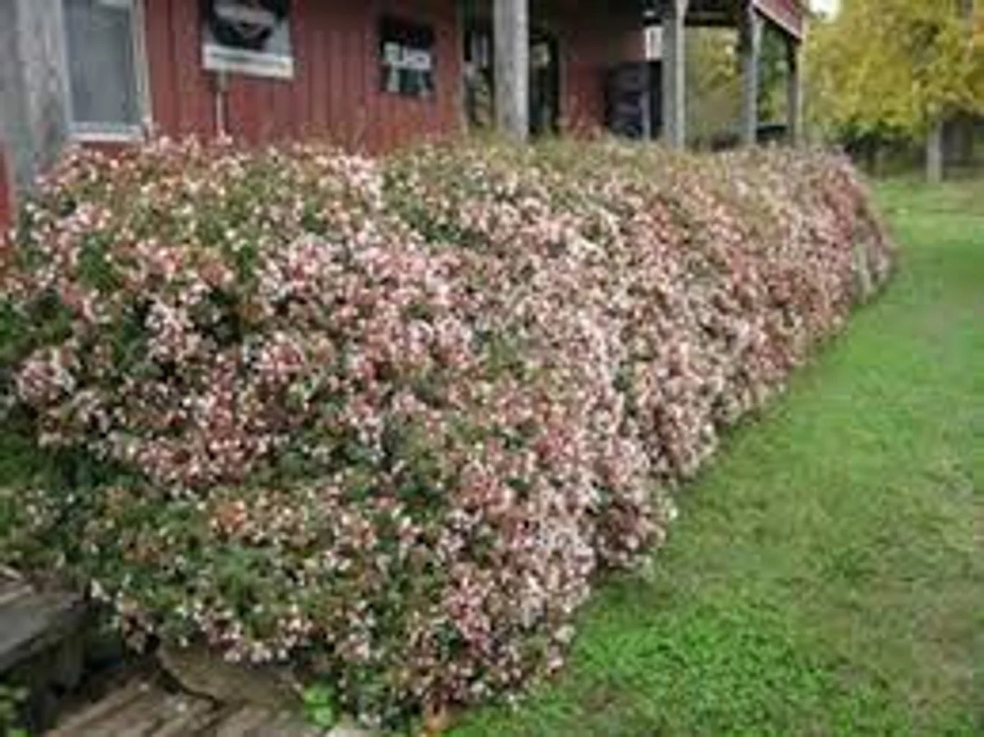 Rose Creek Abelia - 3G
