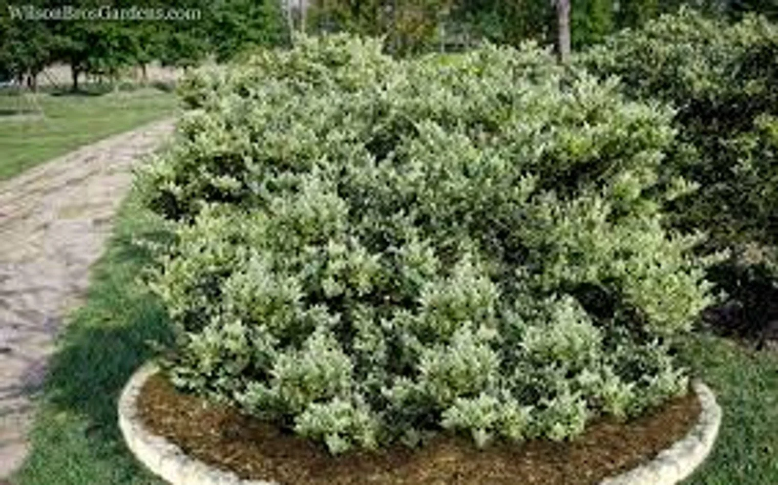 Jack Frost Ligustrum (Ligustrum japonicum 'Jack Frost')