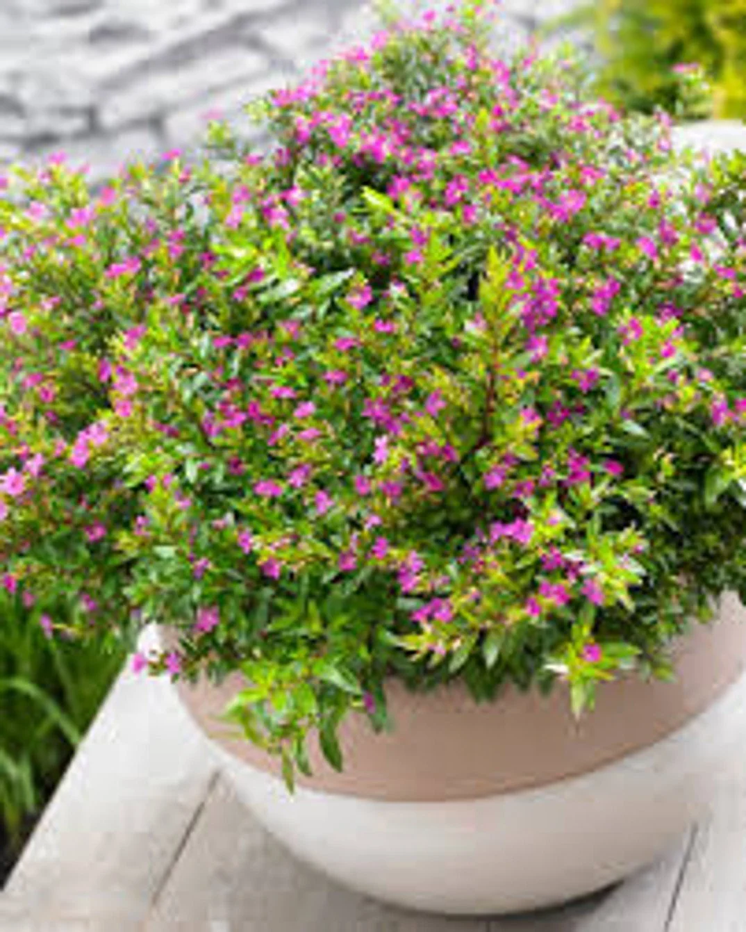 Purple Mexican Heather - 6"