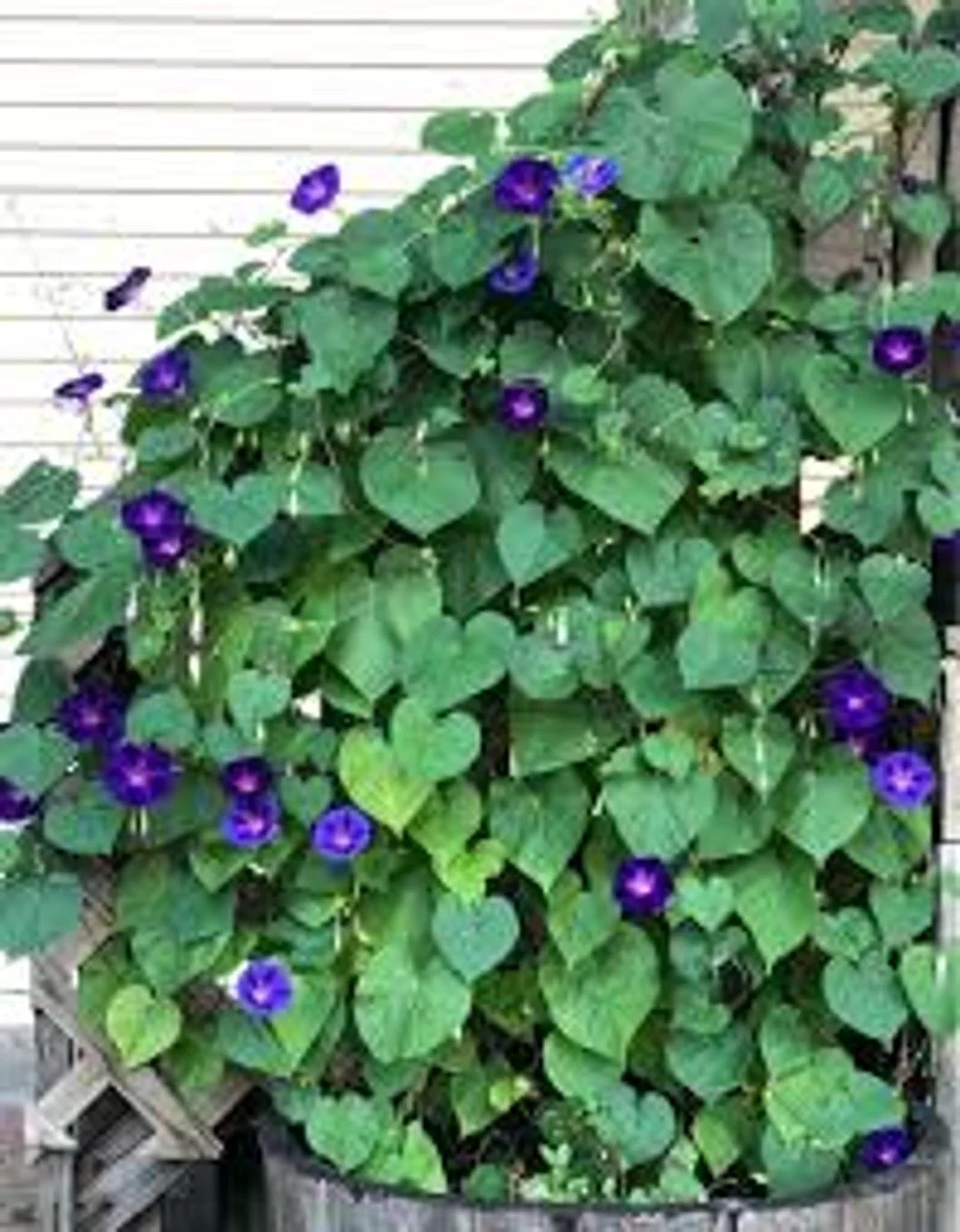 Purple Morning Glory