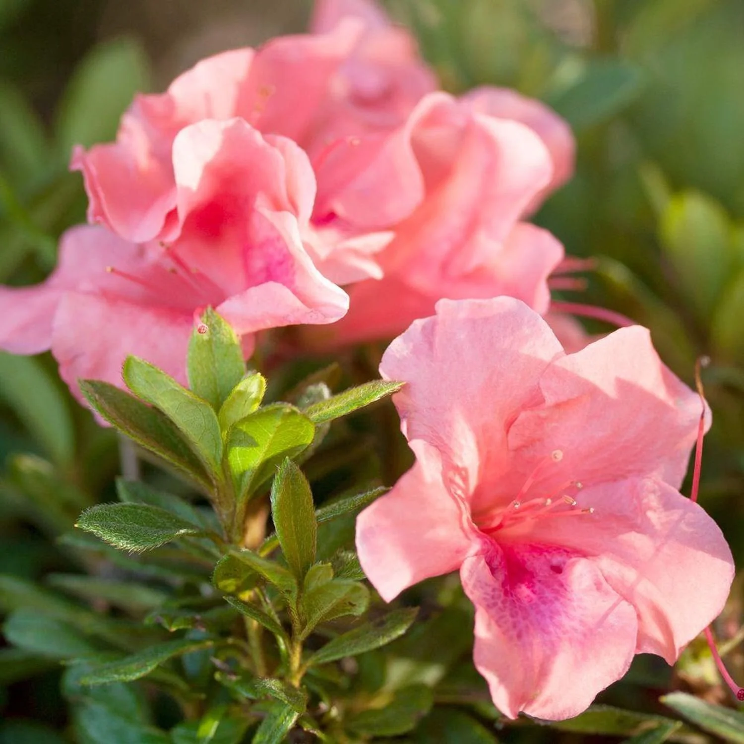Autumn Coral™ Encore® Azalea - EN