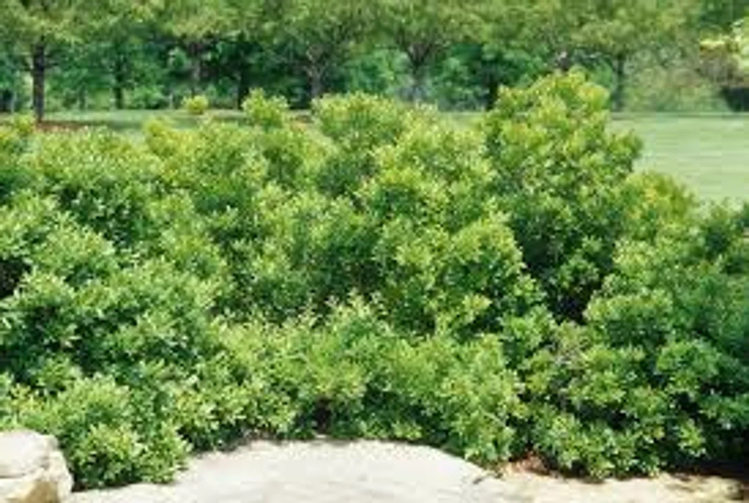 Wax Myrtle