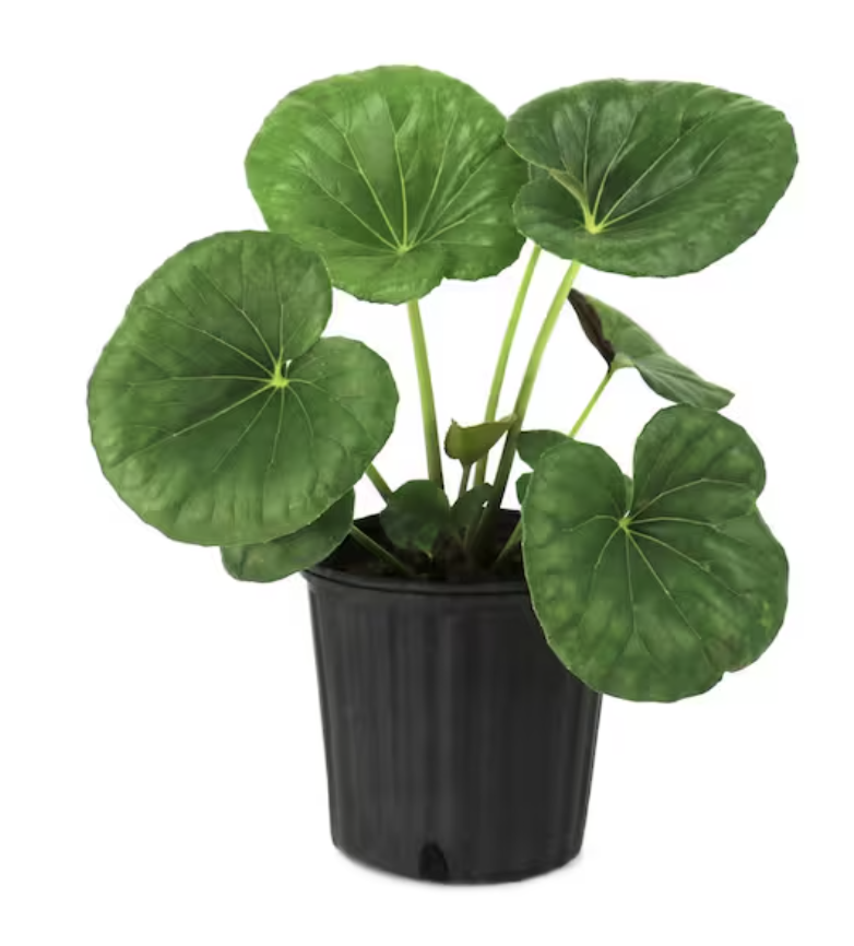 Giant Leopard Plant - 8