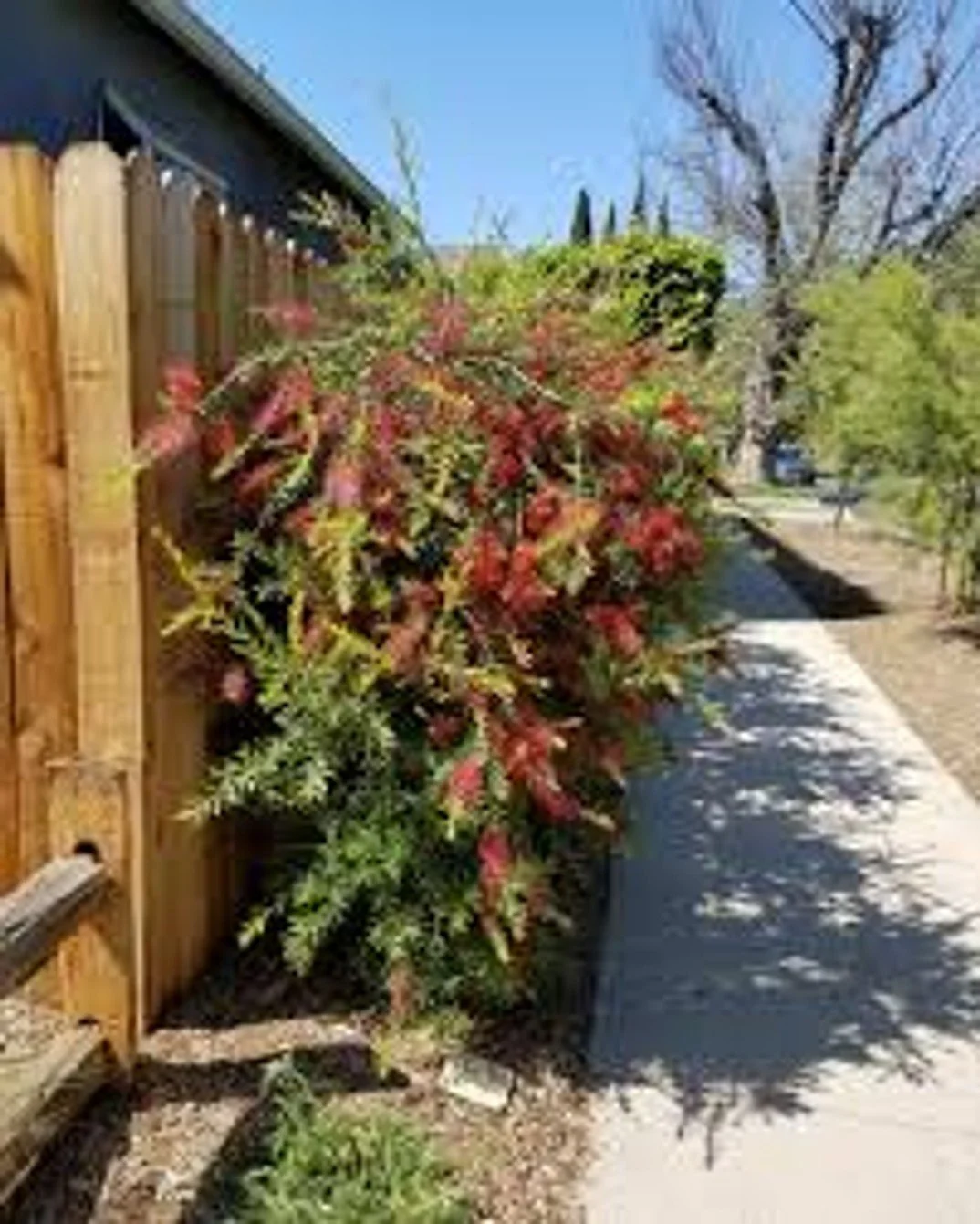 Slim™ Bottlebrush