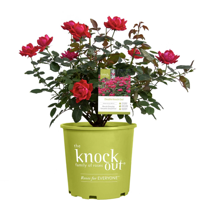 The Red Double Knockout® Rosa - KO (Rosa - The Red Double Knockout®)