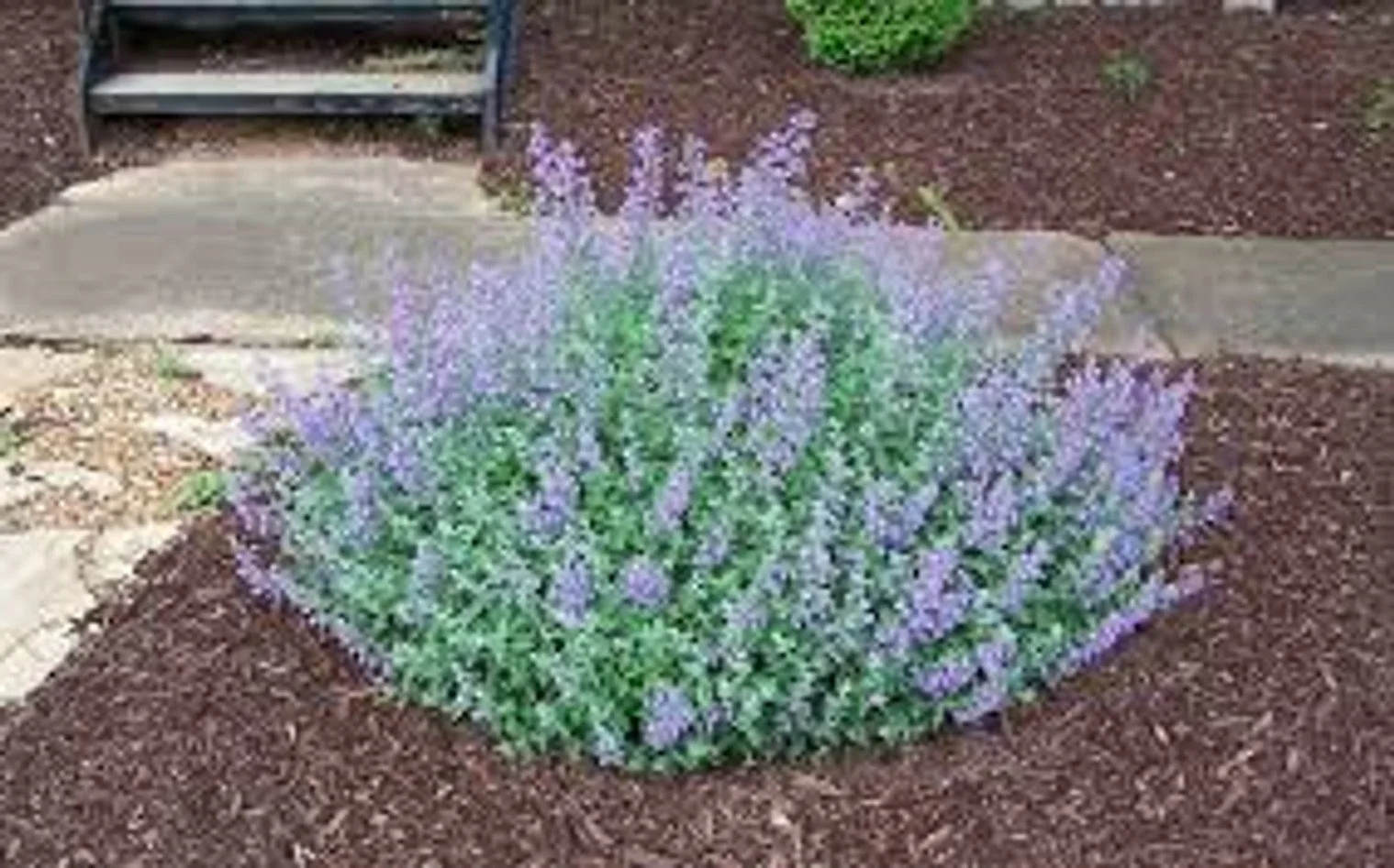 Walker's Low Catmint