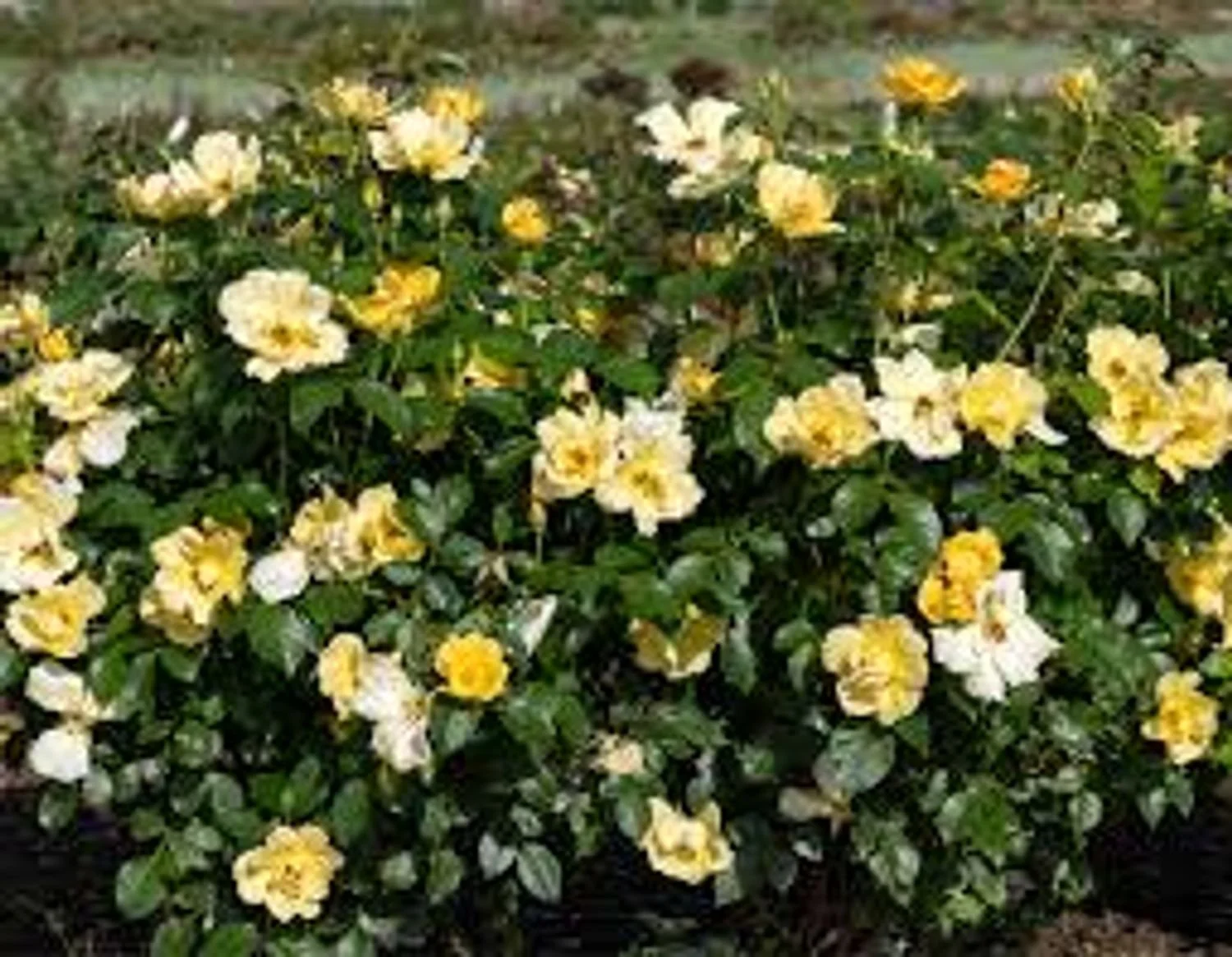 Knock Out® Easy Bee-zy™ Rosa - KO