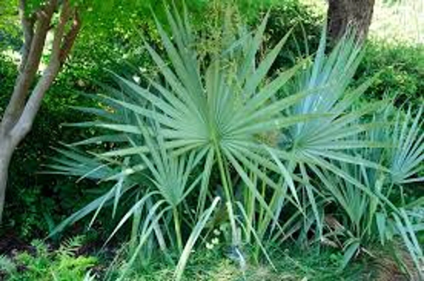 Dwarf Sabal Palm - 7G