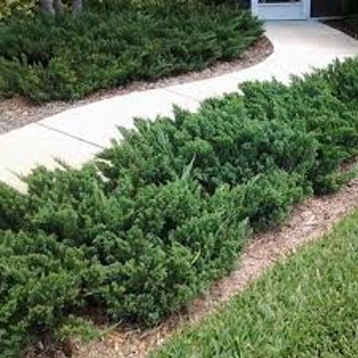 Parsoni Juniper - 3G
