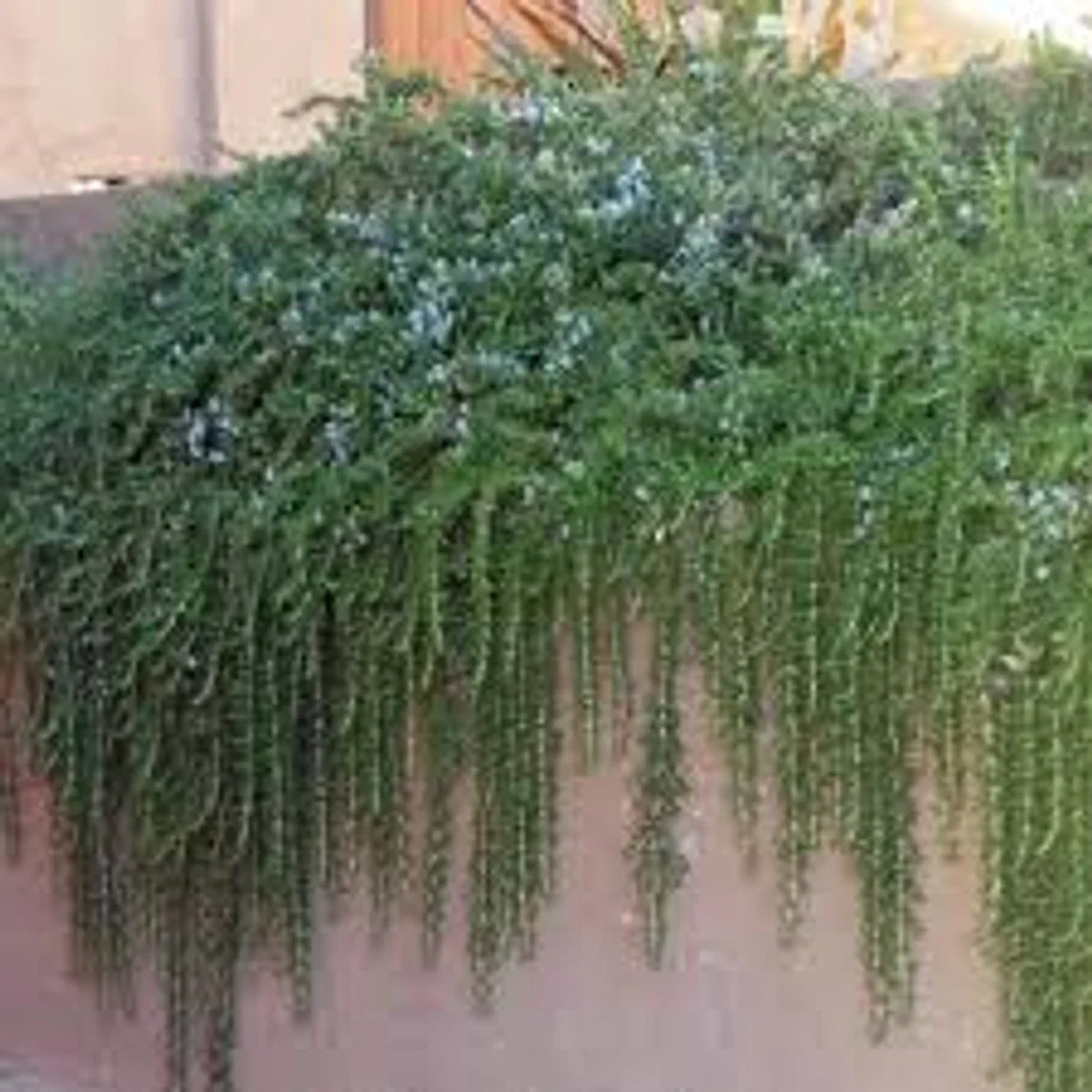 Creeping Rosemary