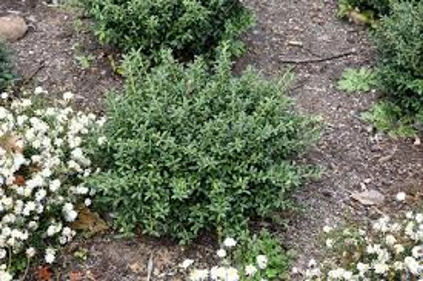 Soft Touch Japanese Holly