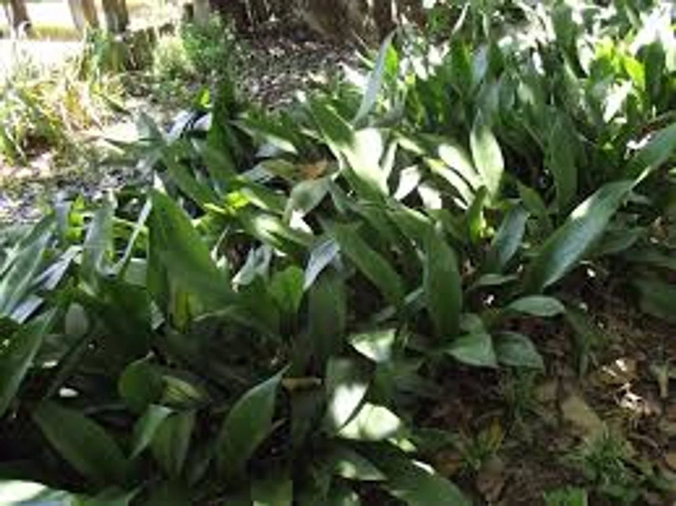 Cast Iron Plant