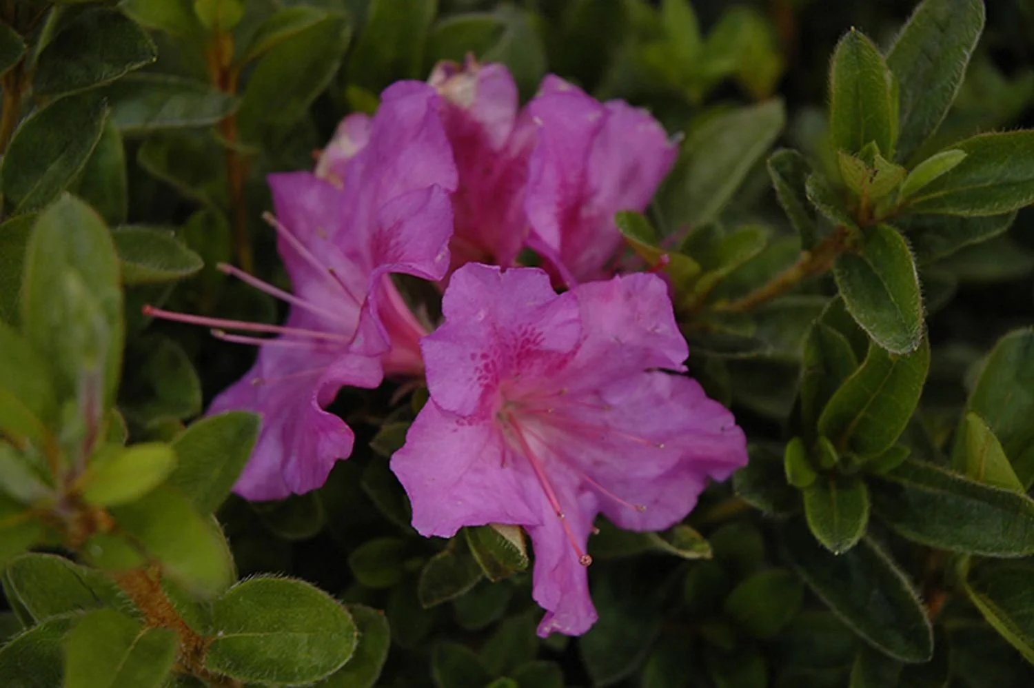 Autumn Royalty™ Encore® Azalea - EN