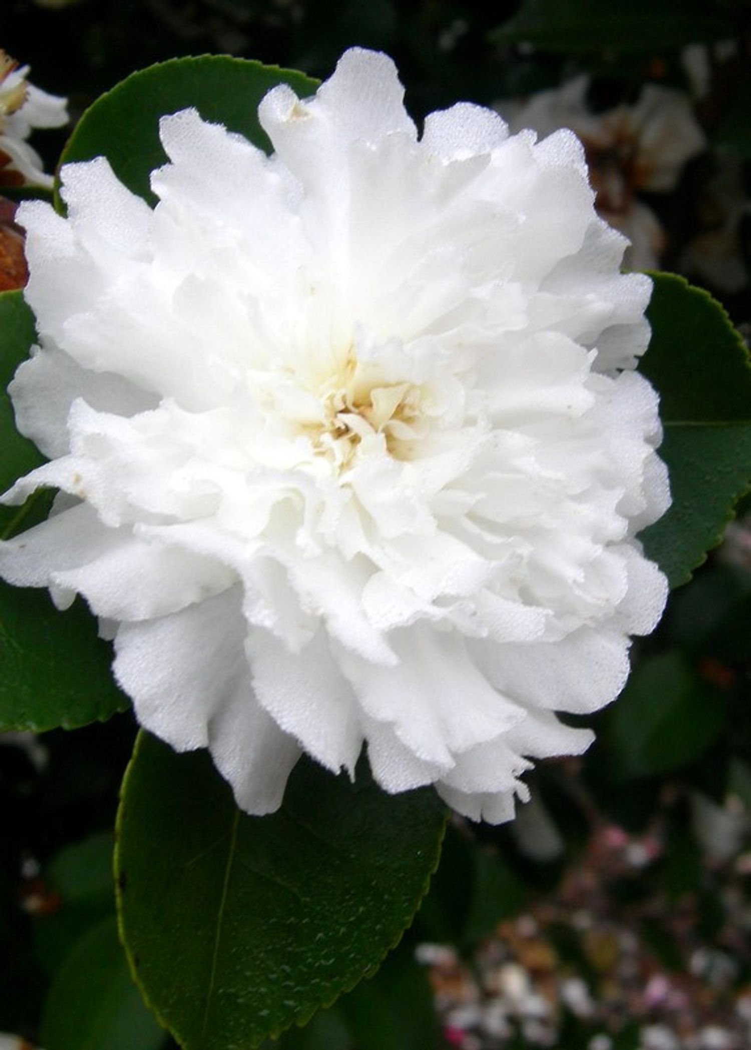 October Magic® Ivory™ Camelia - SLPC