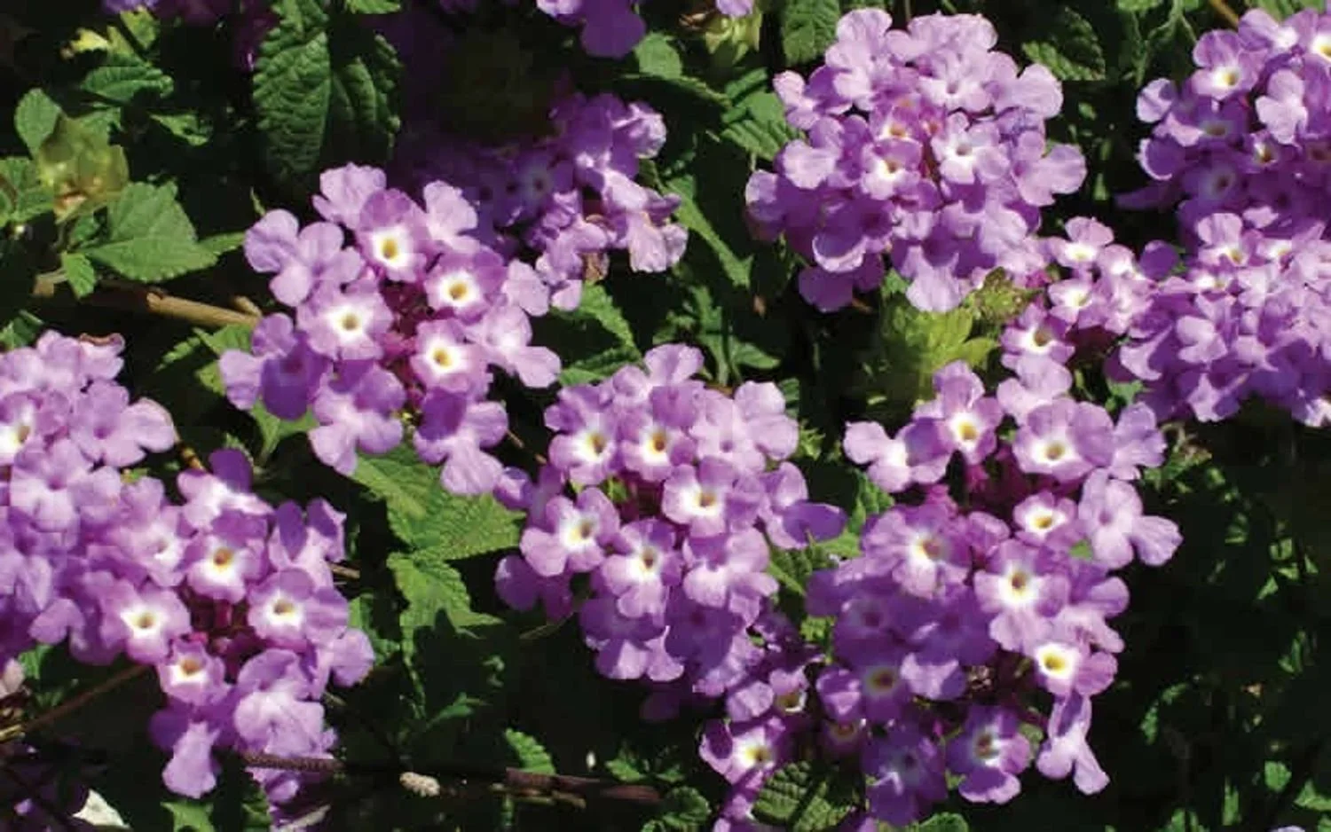 Trailing Lavender Lantana