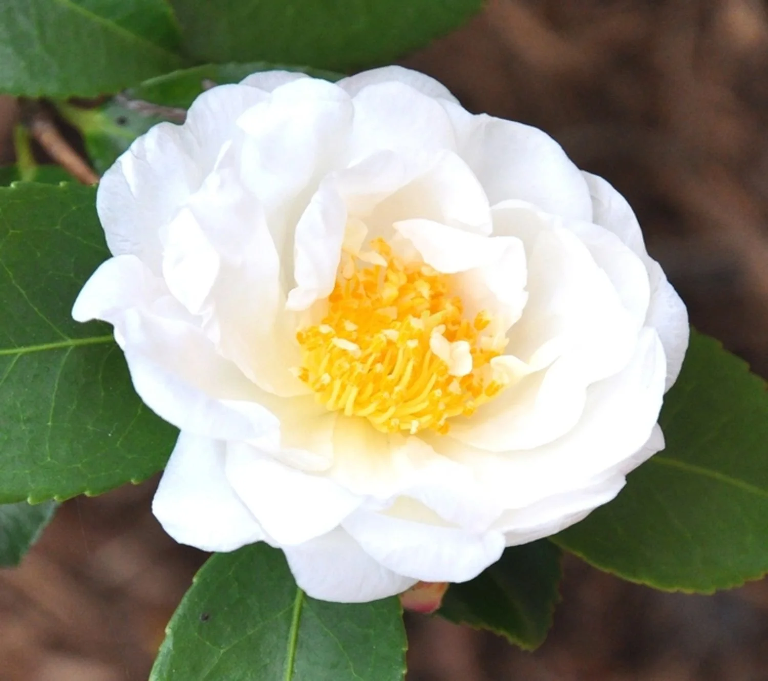 Camellia x 'Winter's Snowman'