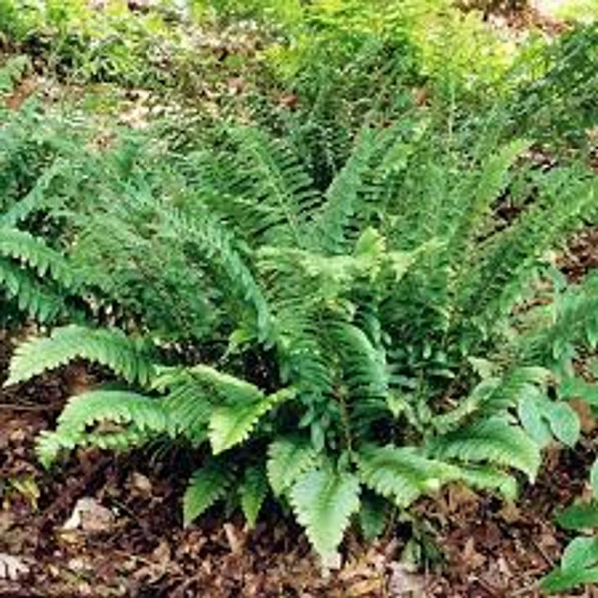Christmas Fern - 6"