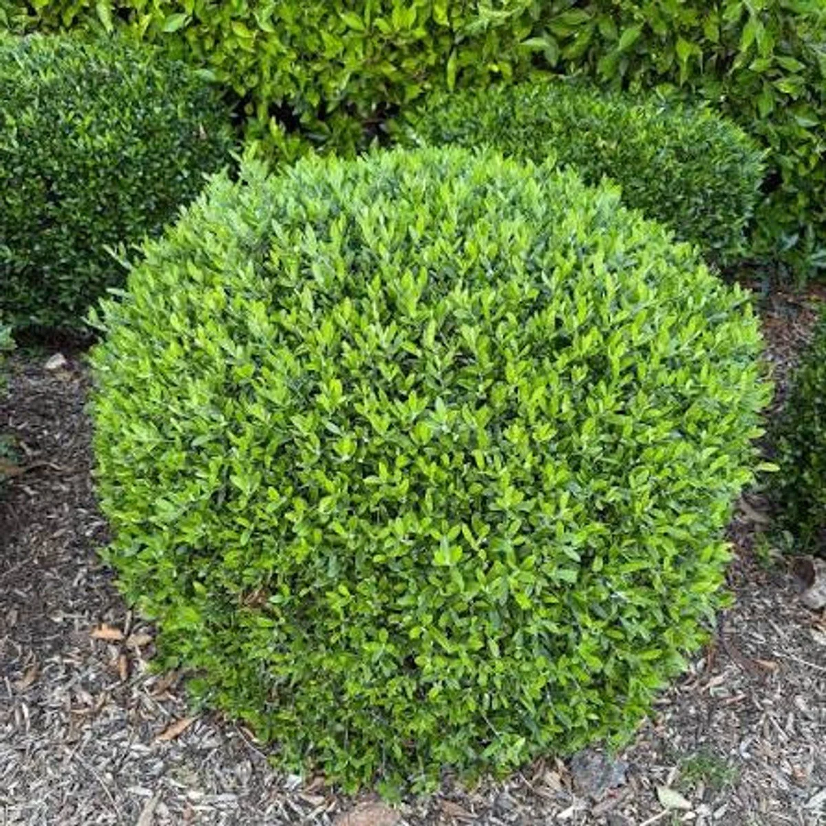 'Dwarf Fruitless Olive' Olea