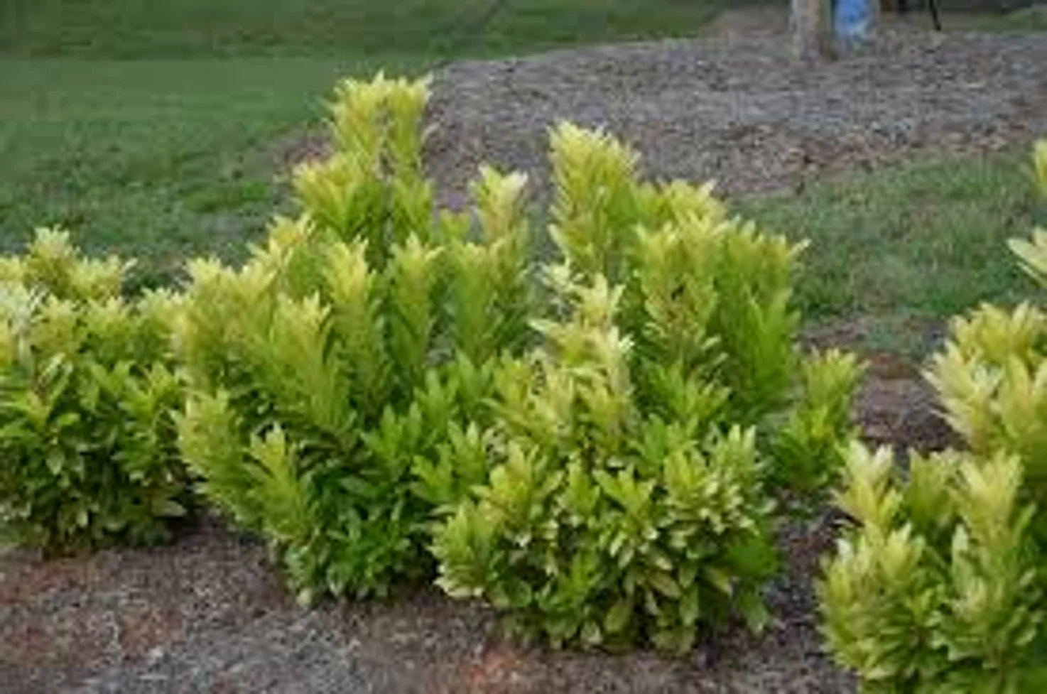 'Florida Sunshine' Illicium - SLPC