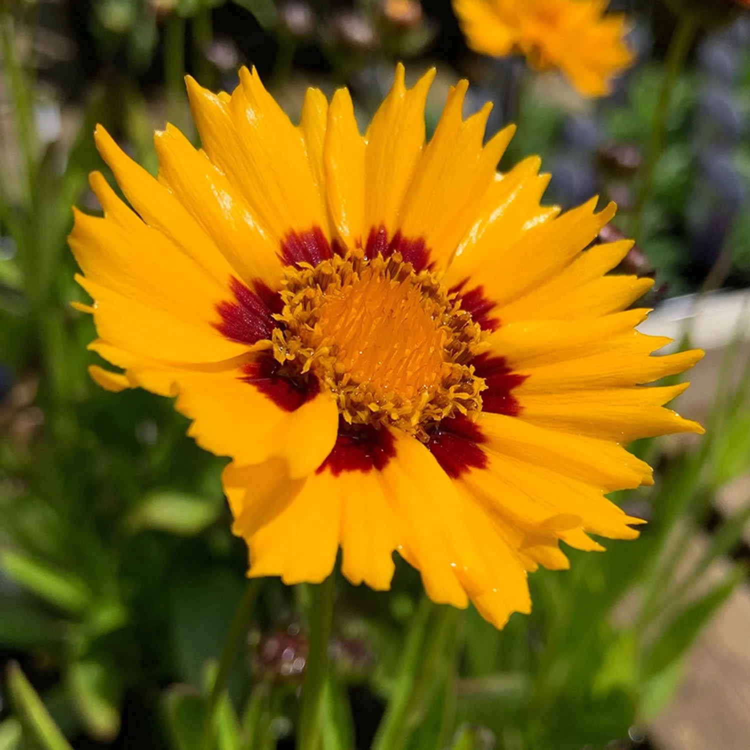 Sunfire Coreopsis