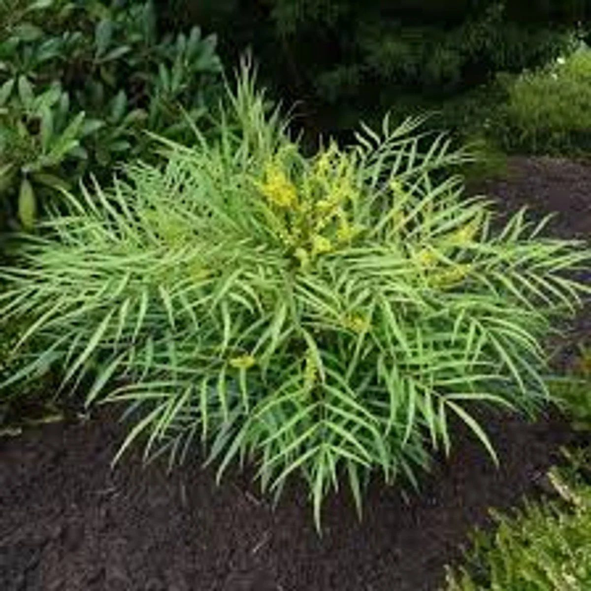 Soft Caress Mahonia - SLPC - 3G